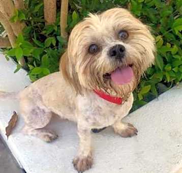 Photo of ROCKO