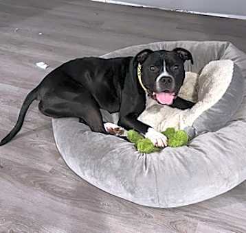Photo of Bulk Master- IN FOSTER