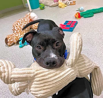 Photo of Chase