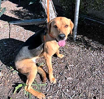 Photo of SADIE