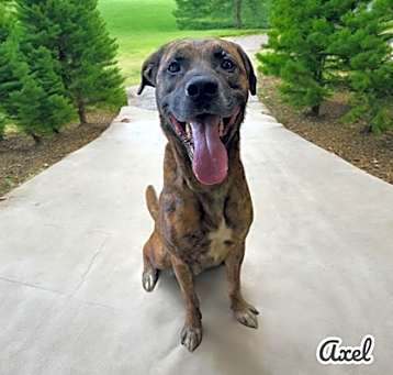 Photo of Axel