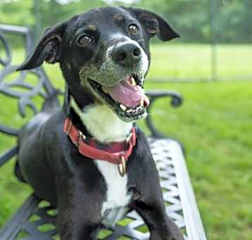 Photo of Wishbone