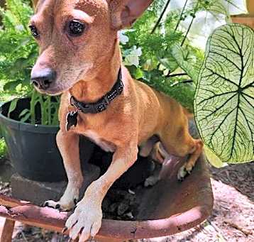 Photo of Chico