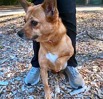 Photo of Josie