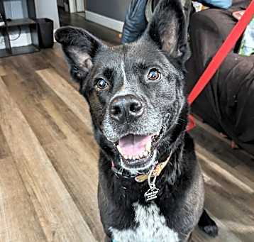 Photo of Ralphie
