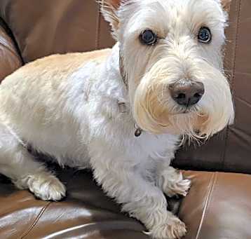 Photo of Finley