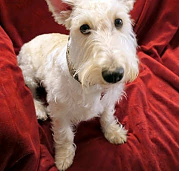 Photo of Cailean