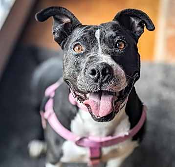 Photo of Maisy