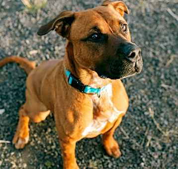 Photo of Gordita