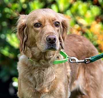 Photo of Maggie