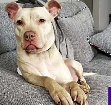 Photo of Ruby