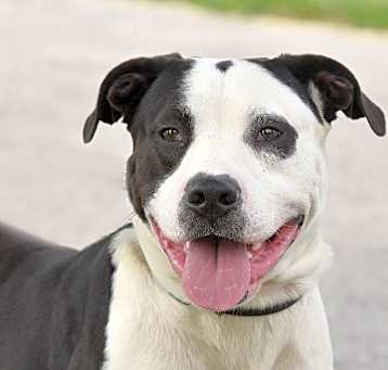 Photo of Atticus