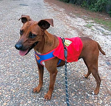 Photo of Otis