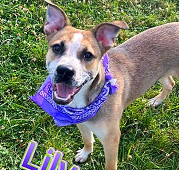 Photo of Lilly