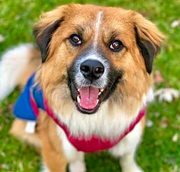 Photo of Puppy