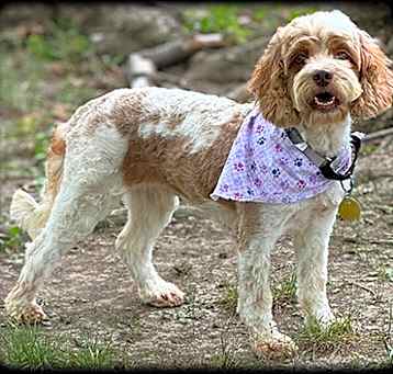 Photo of Maple