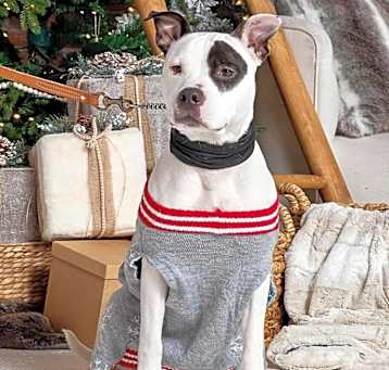 Photo of Petey