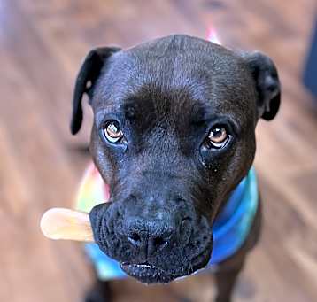 Photo of Cocoa