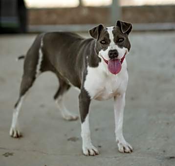 Photo of Kodi