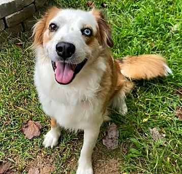 Photo of Hannah (Carter County Aussies)