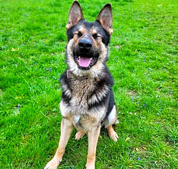 Photo of Loki