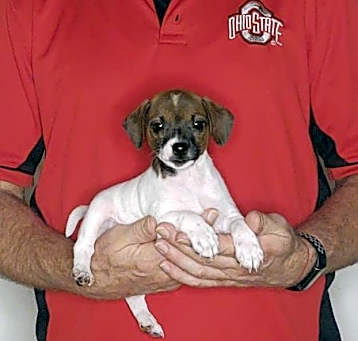 Photo of Pixie