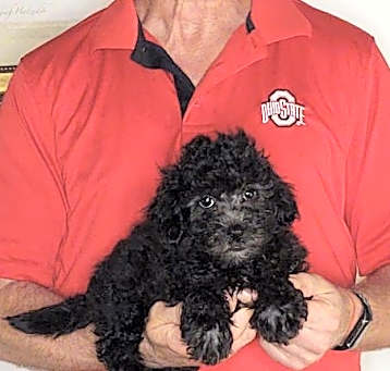 Photo of Benji