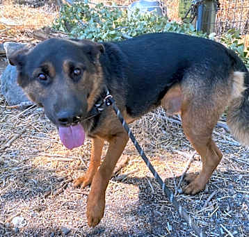 Photo of Harley