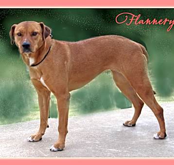 Photo of Flannery