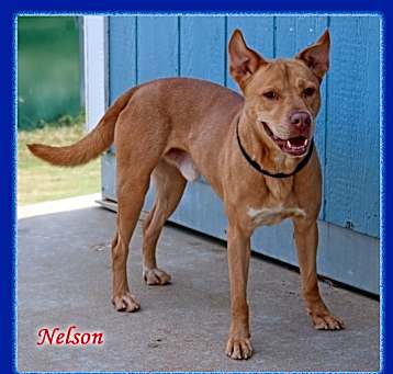 Photo of Nelson