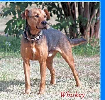 Photo of Whiskey