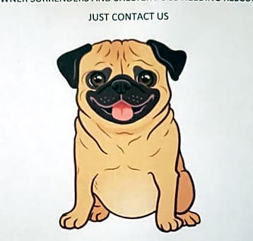 Photo of Accepting pugs into foster care