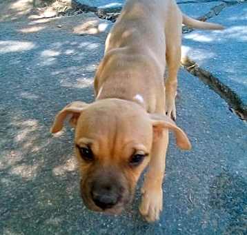 Photo of Mantis - 1 of 3 pups-in foster home!