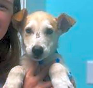 Photo of ZCL-D-3 healthy rescued pups