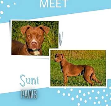Photo of Suni