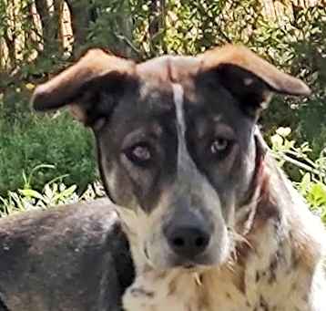 Photo of banjo