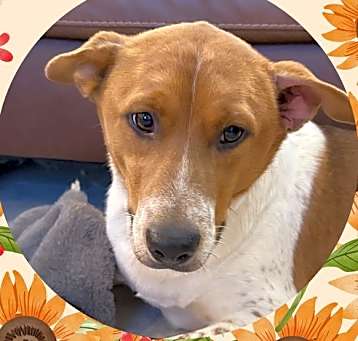 Photo of BUCKLEY Bumble