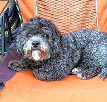Photo of Cooper