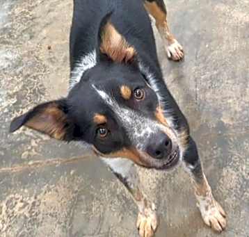 Photo of Atlas