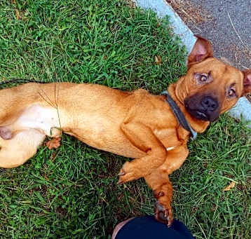Photo of Scrappy