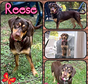 Photo of Reese