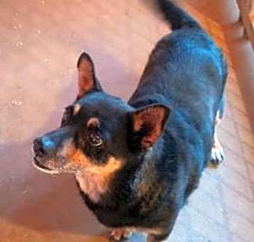 Photo of Mutt