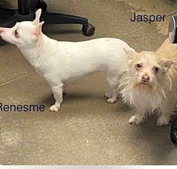 Photo of Jasper (bonded to Renesme)