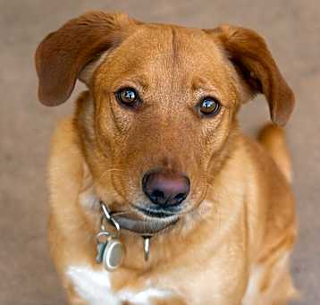 Photo of Cooper
