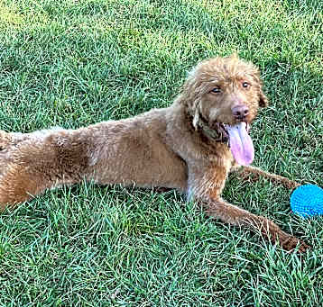 Photo of Coco