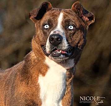 Photo of Mingo (Wiggles)