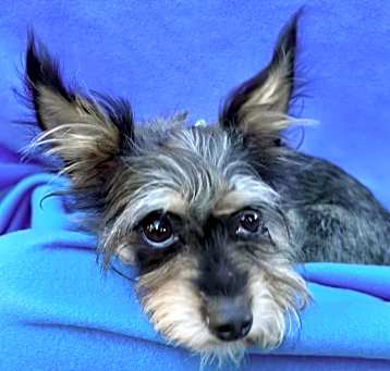 Photo of TAZZIE