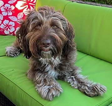 Photo of Teddy