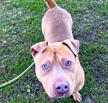 Photo of Bowser