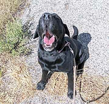 Photo of Apollo